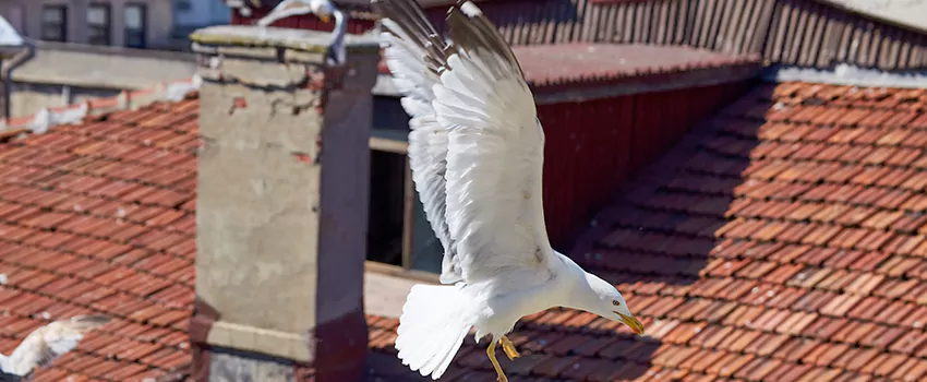 Residential Chimney Animal Removal Solution in Romeoville, IL